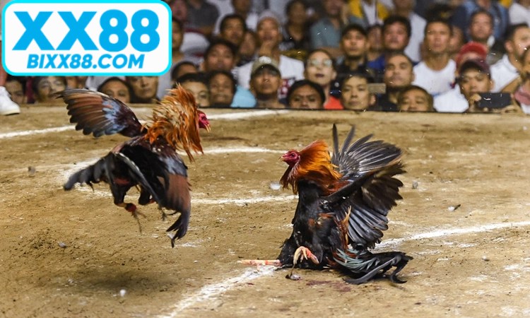 Các hình thức cá cược siêu phổ biến tại sảnh đá gà XX88